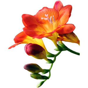 فریزیا